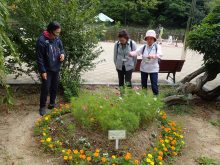 コスモス、マリーゴールドが開花しているハート型花壇とそれを見ている人