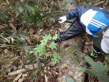 イタヤカエデの稚樹