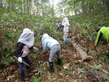 森の中の地ごしらえ作業の様子