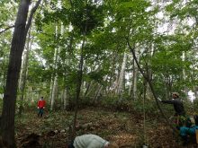 スタッフが木を切り倒しているところ