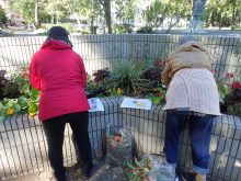 補植の苗を検討しているところ