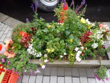 ラベンダー班のコンテナ