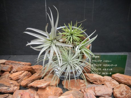 Tillandsia