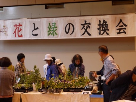 たくさんの苗が格安で