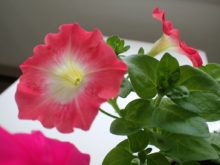 室内でひと足早く開花したペチュニアの花