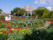 コスモスふれあい花壇