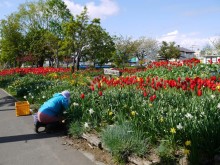 チューリップ満開