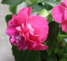 八重ｲﾝﾊﾟﾁｴﾝｽ1s_R