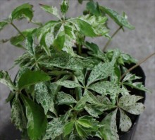 斑入りｱﾒﾘｶﾂﾞﾀ1s_R