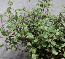 斑入りﾜｲﾔｰﾌﾟﾗﾝﾂ1s_R