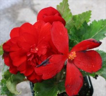 球根ﾍﾞｺﾞﾆｱ(赤）2s_R