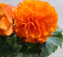 球根ﾍﾞｺﾞﾆｱ（オレンジ）1s_R