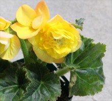 球根ﾍﾞｺﾞﾆｱ（黄）2s_R