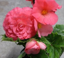 球根ﾍﾞｺﾞﾆｱ（ﾋﾟﾝｸ）3s_R