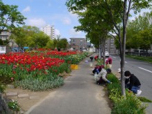 街路ます除草中２