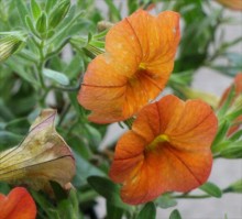 ｶﾘﾌﾞﾗｺｱ･ｵﾚﾝｼﾞ2s_R