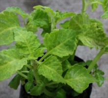 ｺﾘｳｽ･ﾚﾓﾝ1s_R