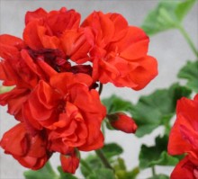 ｾﾞﾗﾆｳﾑ3s_R