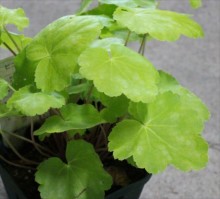 ﾋｭｰｹﾗ･ﾄﾞﾙﾁｪ･ﾗｲﾑ2s_R