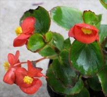 ﾍﾞｺﾞﾆｱ･ｾﾝﾊﾟﾌﾛｰﾚﾝｽ1s2_R