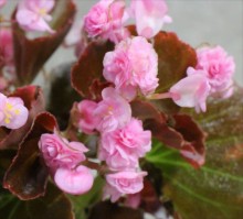 ﾍﾞｺﾞﾆｱ･ﾀﾌﾞﾚｯﾄ・ﾋﾟﾝｸ2s_R