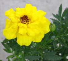 ﾏﾘｰｺﾞｰﾙﾄﾞ(黄）1s_R