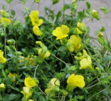 ﾒｶﾙﾄﾞﾆｱ1s_R