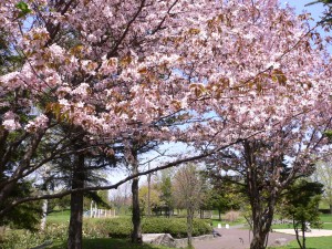 エゾヤマザクラの写真2