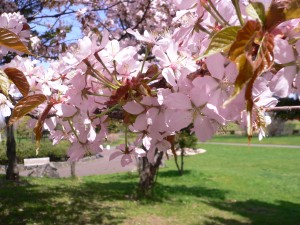 エゾヤマザクラの写真3