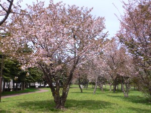 エゾヤマザクラの写真1