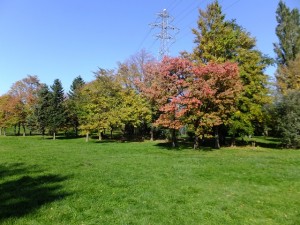 DSCF0542 - コピー