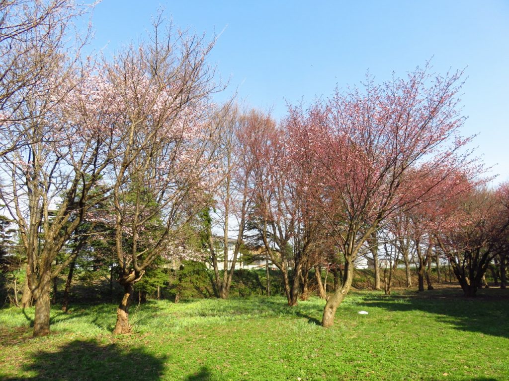発寒西陵公園サクラ写真