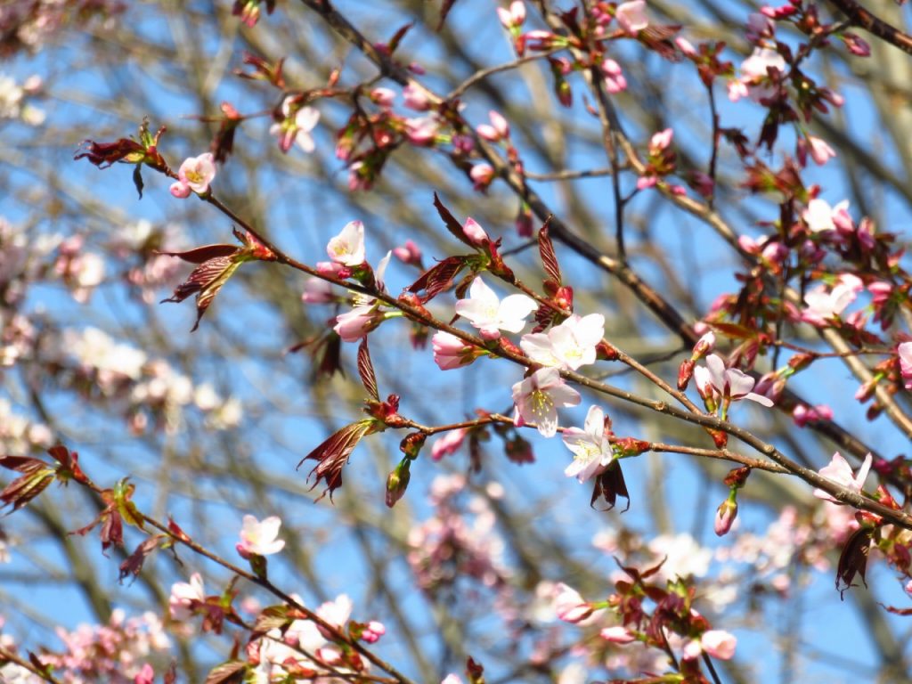 発寒西陵公園サクラ写真