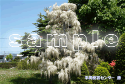 藤ポストカードのサンプル画像