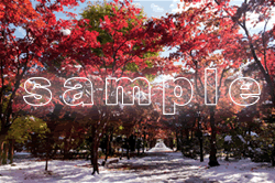 紅葉ポストカード（冬）のサンプル画像