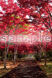 紅葉ポストカード（縦）のサンプル画像