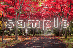 紅葉ポストカードのサンプル画像