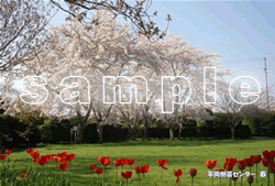桜ポストカードのサンプル画像