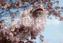桜アップポストカードのサンプル画像