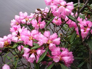 ニッコウシャクナゲ (2)