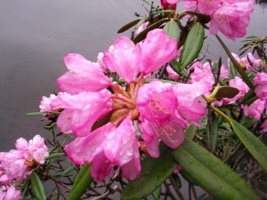 ニッコウシャクナゲ