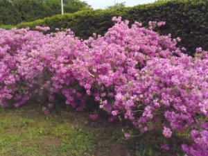 ヨドガワツツジ