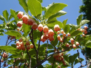 サラサドウダン