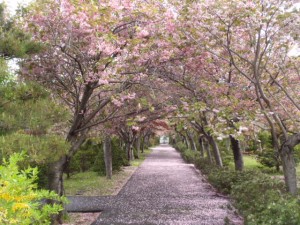 桜のトンネル
