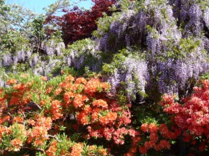 フジとレンゲツツジ