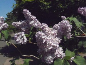 ライラック