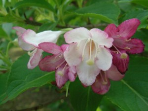 ハコネウツギ (2)