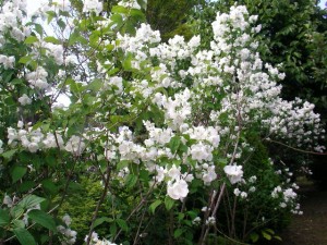 バイカウツギ (2)