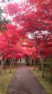 ノムラモミジトンネル