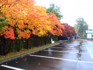 ハウチワカエデとヤマモミジ